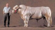 belgian-blue-cow.jpg