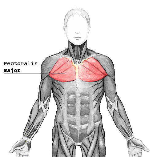 Pectoralis_major.png