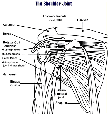 Shoulderjoint.PNG