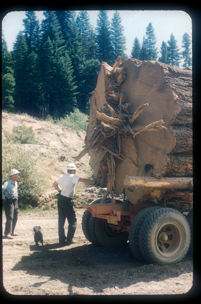 men-at-big-log.jpg