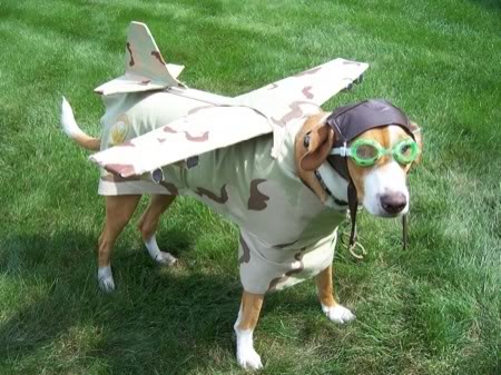 dog--pilot.jpg