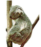 koala.jpg (8987 bytes)