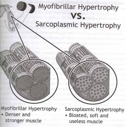 2-types-of-muscle-growth500.jpg
