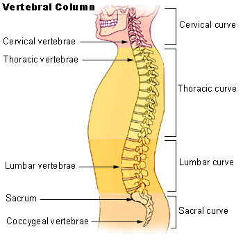 Illu_vertebral_column.jpg