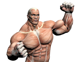 muscle-man.jpg