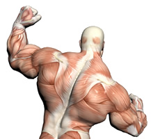 muscle-man2.jpg